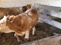 Krava, Simmental cattle — fotografija 1