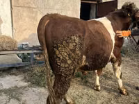 公牛, Simmental cattle — 照片 3