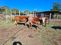 Կով, Nguni cattle — լուսանկար 5