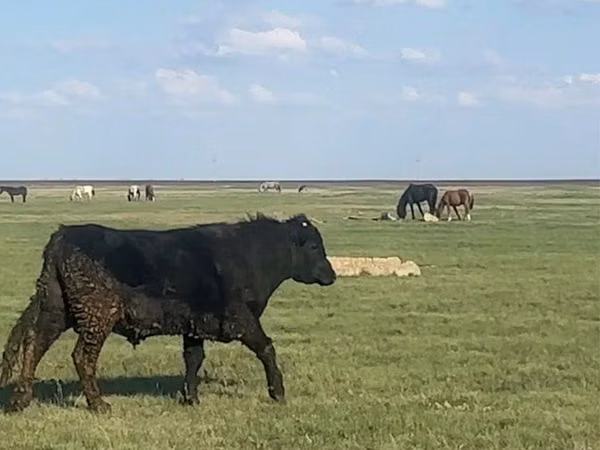 Bull, Aberdeen-Angus — Kazakhstan