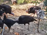 Turkeys — foto 8