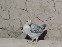 Chickens — تصویر 4