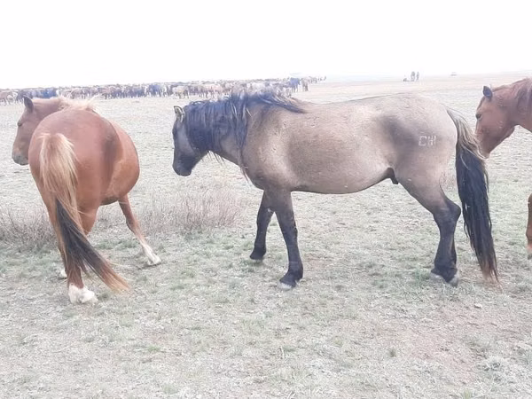Horse (M), Mugalzhar horse — Kazakhstan
