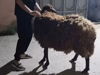 ஆடுகள் (தொகுதி, பாலினம் குறிப்பிடப்படவில்லை), Karakul sheep — புகைப்படம் 1
