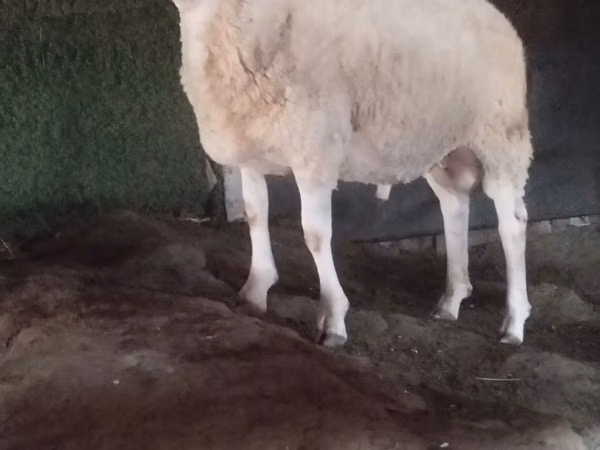 Ram, Sheep — Moldova