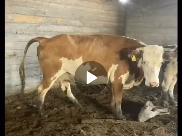 Cow, Kazakh White-headed cow — Kazakhstan