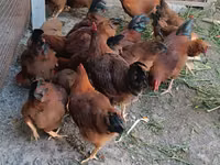 Chickens — عکس 4