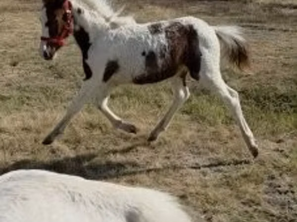 مادیان, اسب