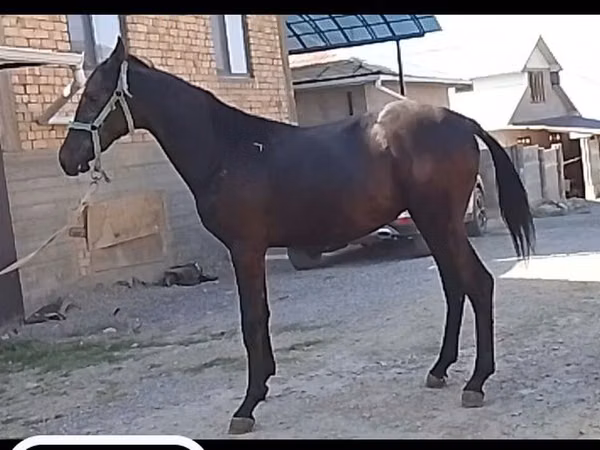 Horse (M), Horses — Kyrgyzstan