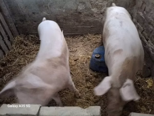 Sow,  — Hungary