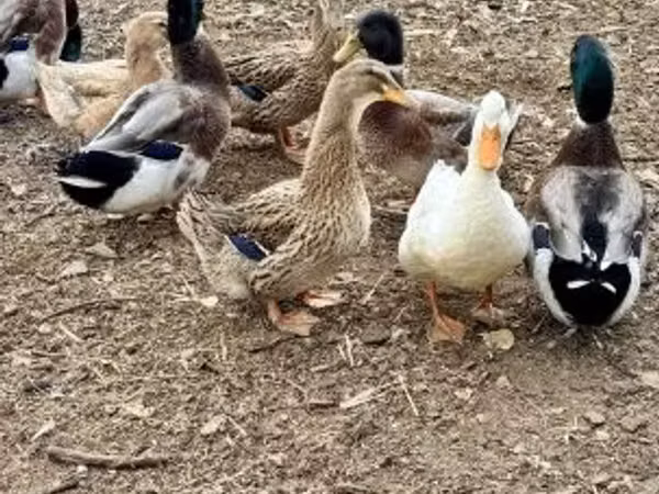 Ducks