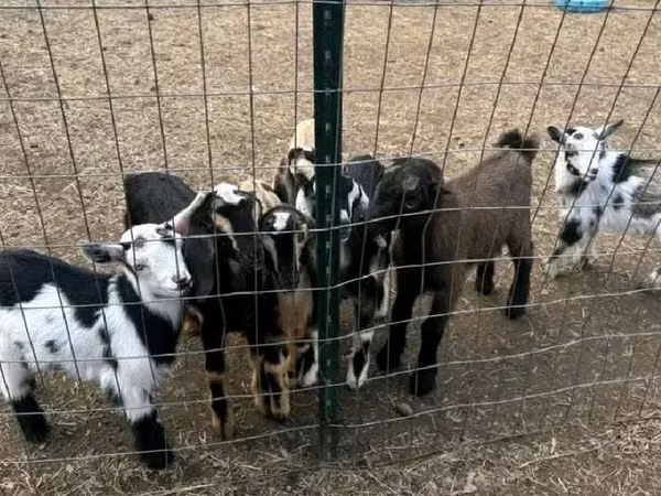 Бузҳо (партия, ҷинс муайян нашудааст), Nigerian dwarf goats — Африкаи Ҷанубӣ