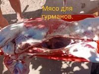 Деликатесы — फ़ोटो 2