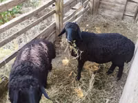Ram, Sheep — photo 1