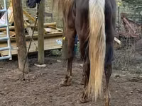 Mare, Rocky Mountain Horse — photo 7