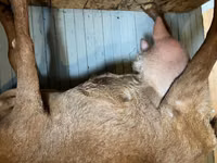 ፍየል, Saanen goat — ፎቶ 3