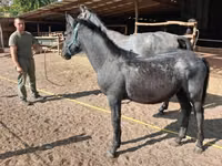 Mare, Friesian — photo 6
