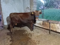 Bull, Cattle — photo 4