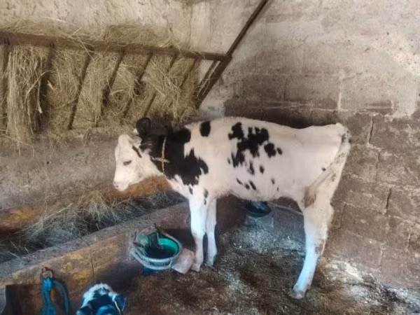 Cow, Russian Black pied cattle — Hungary