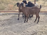 Kambing betina, Nubian Goat — foto 6