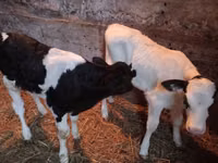 황소, Russian Black pied cattle — 사진 6