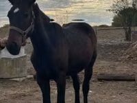 Mare, Nonius horse — photo 5