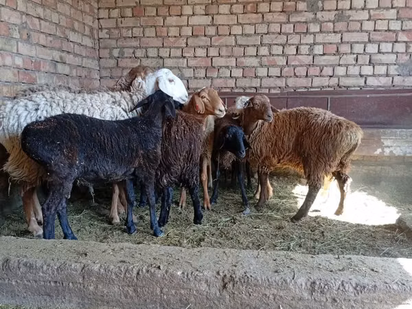 Ram, Sheep — Kyrgyzstan