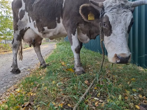 Cow, Simmental cattle