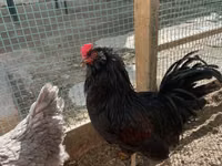 Chickens — تصویر 2