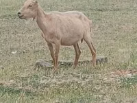 بز نر, Alpine goat — عکس 1
