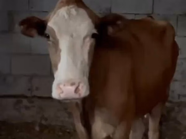 公牛, Latvian Blue cattle — 哈萨克斯坦