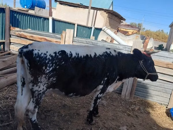 Koe, Latvian Blue cattle