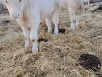 Byk, Charolais cattle — zdjęcie 1