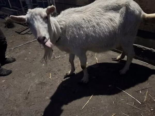 Goat, Saanen goat — Kazakhstan