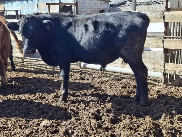 Bull, Aberdeen-Angus