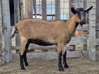 Capra, Alpine goat — foto 4