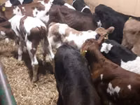 Bik, Simmental cattle — fotografija 2