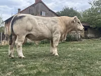 Tyre, Charolais cattle — foto 1