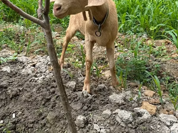 Goat, Goats — Uzbekistan