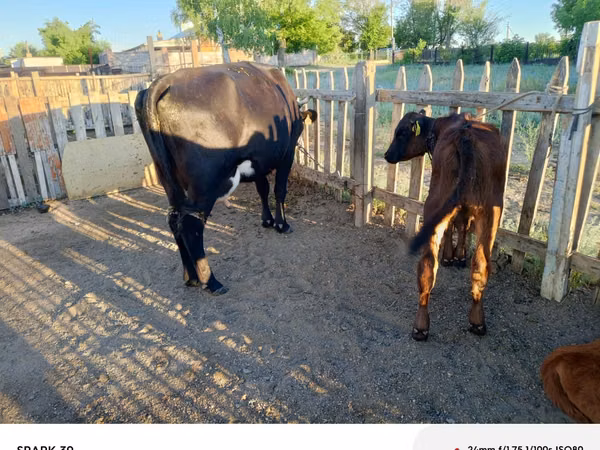 Cow, Latvian Blue cattle — Kazakhstan