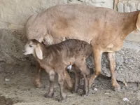 Biri-biri betina, Arashan sheep — foto 2