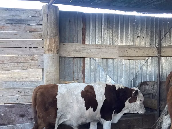 گاو نر, Latvian Blue cattle
