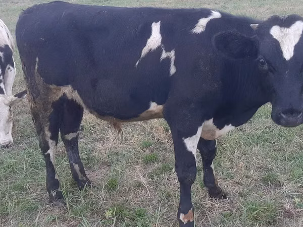 Bull, Holstein breed