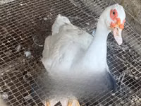 Ducks — ছবি 1
