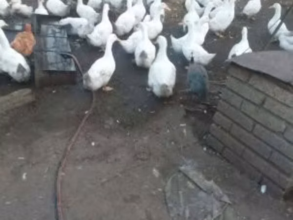 Данська курка — Угорщина