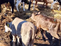 ԽՍԿ (խումբ, սեռը նշված չէ), Simmental cattle — լուսանկար 3