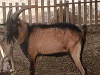 Billy Goat, Alpine goat — photo 4