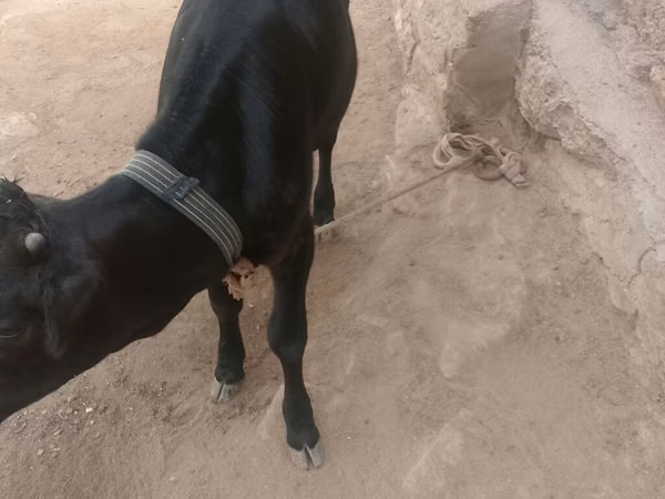 Bull, Aberdeen-Angus — Azerbaijan