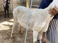Ovce, Arashan sheep — foto 1