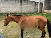 公马, Horses — 照片 3